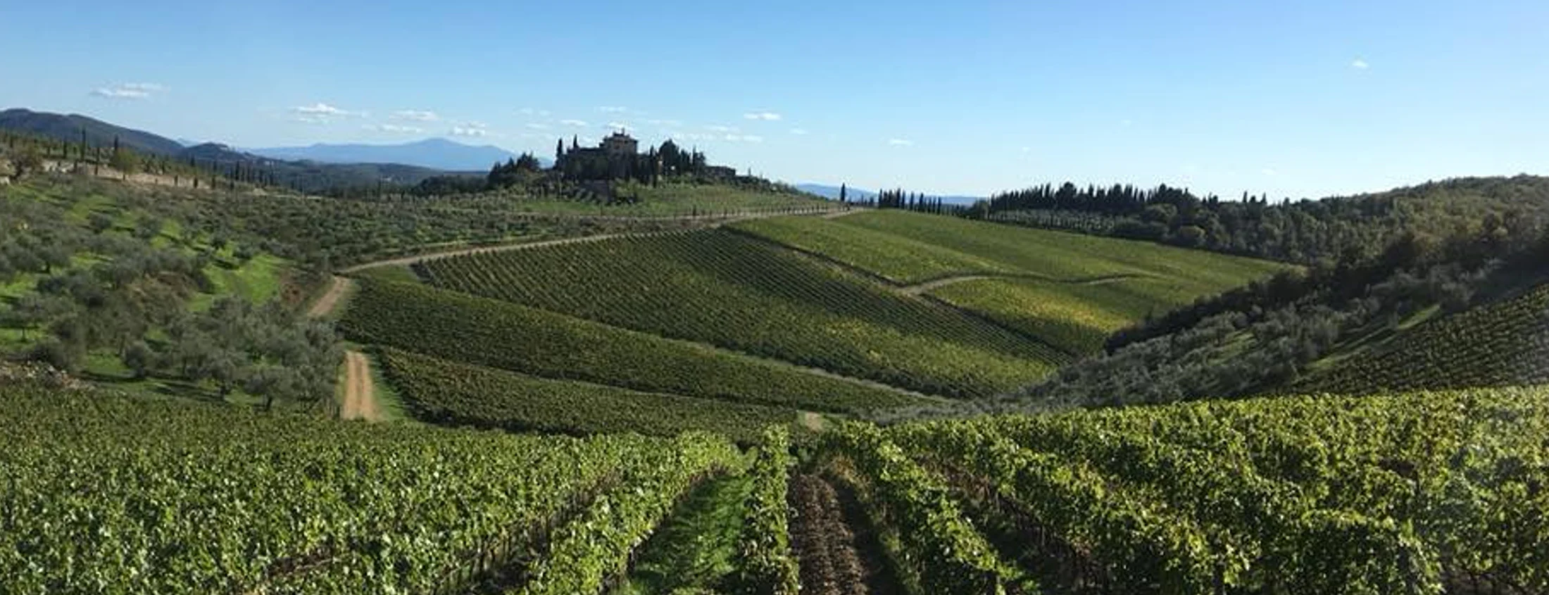 Wijngaard met groene wijnranken